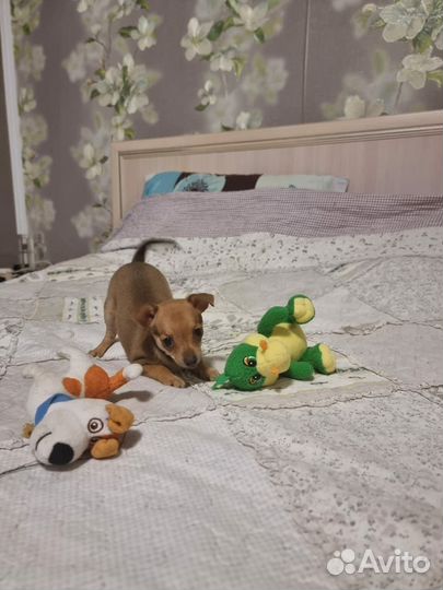 Щенки той-терьер