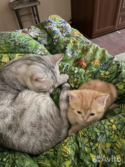 Кот британец