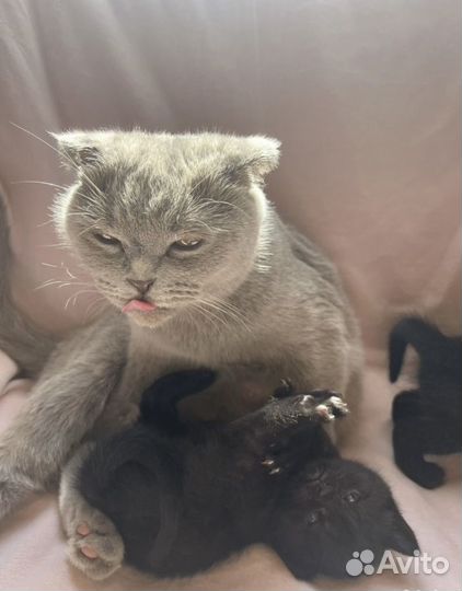 Шотландские котята