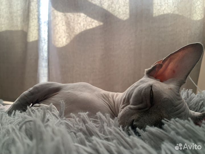 Котик сфинкс ищет кошечку