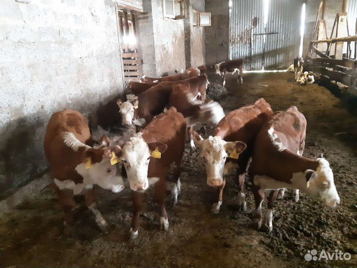 Быки, телята, герефорд