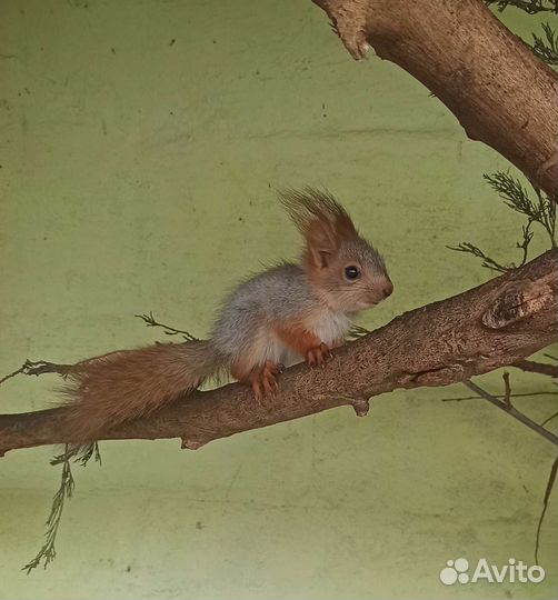 Белка вольерная