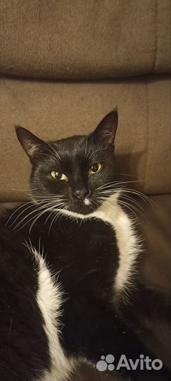 Кошка в дар