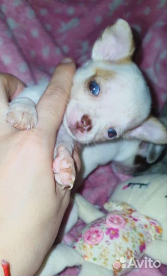 Супер микрики, малышики,чихуахуа доставка