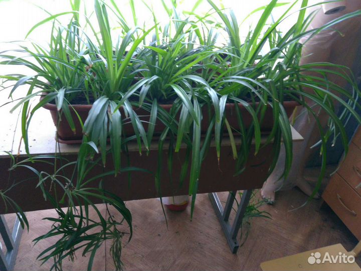 Цветы комнатные