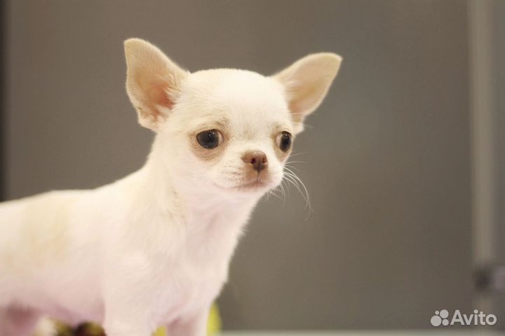 Чихуахуа мини девочка