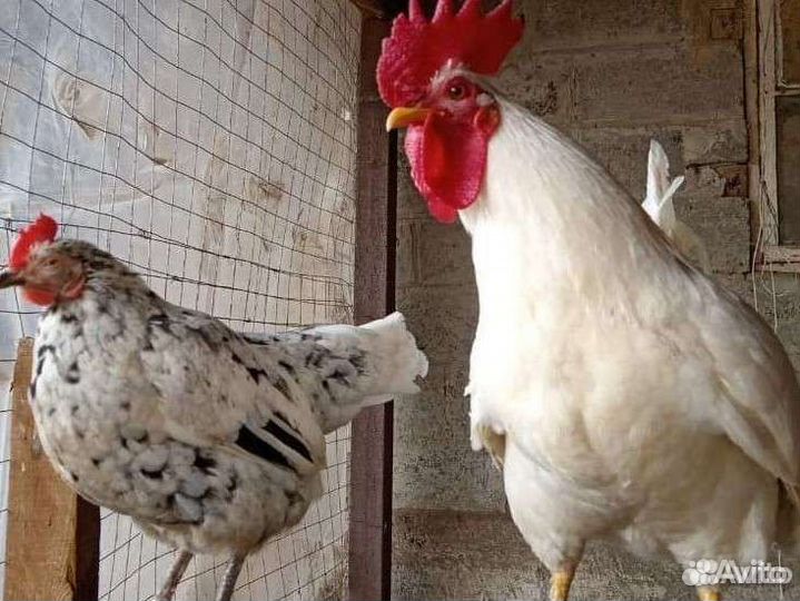 Карликовые куры