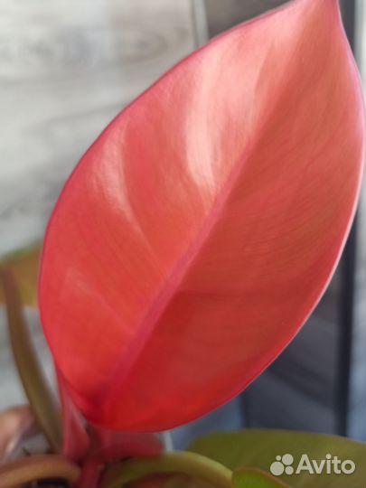 Филодендрон Бонус