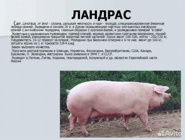 Хряк: Ландрас-Крупная Белая