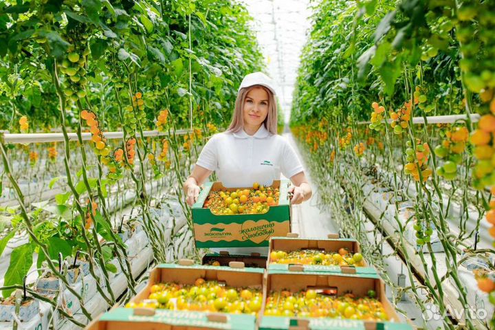 Работник в теплицу ТК Чегем