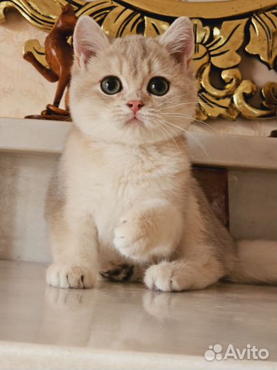 Британская шиншилла