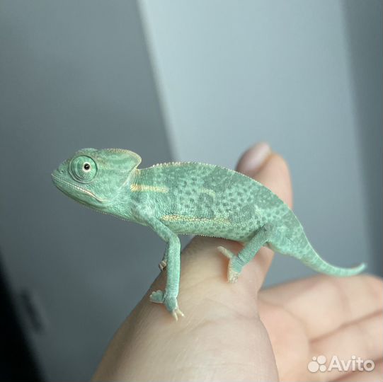 Хамелеон йеменский опт