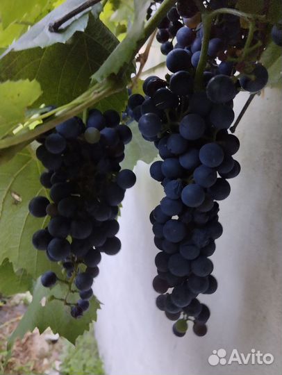 Винный виноград