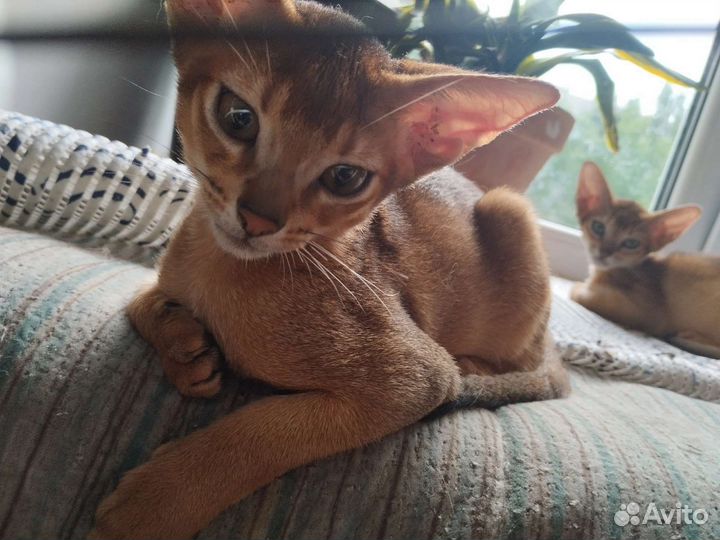 Абиссинская