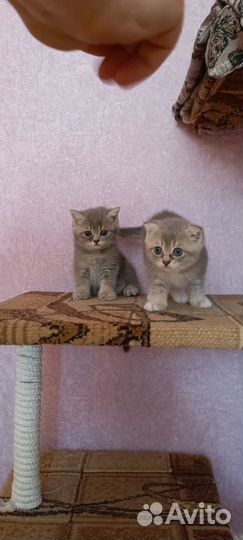 Шотландская вислоухая кошка