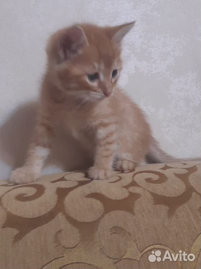 Котенок в добрые руки