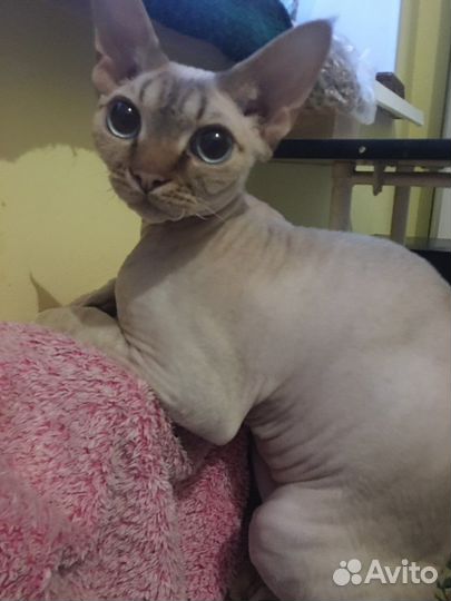 Девон-рекс вязка