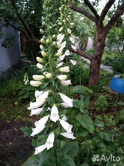 Наперстянка