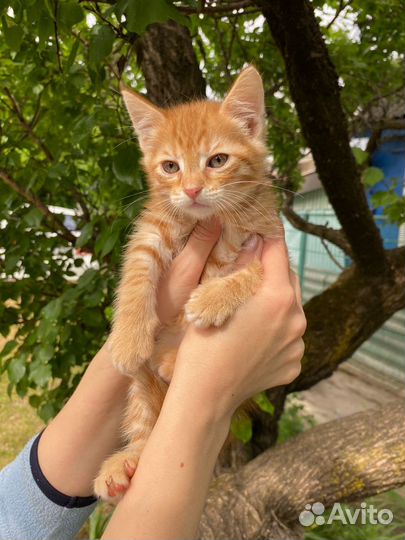 Рыжий котенок
