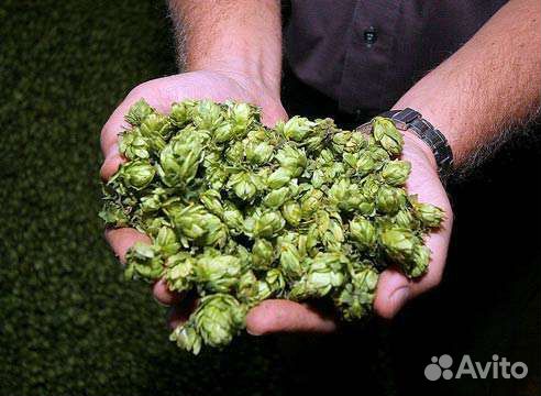 Шишки хмеля
