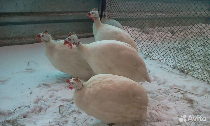Яйцо и цесарята белой волжской элита
