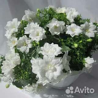 Кампанулы сортовые