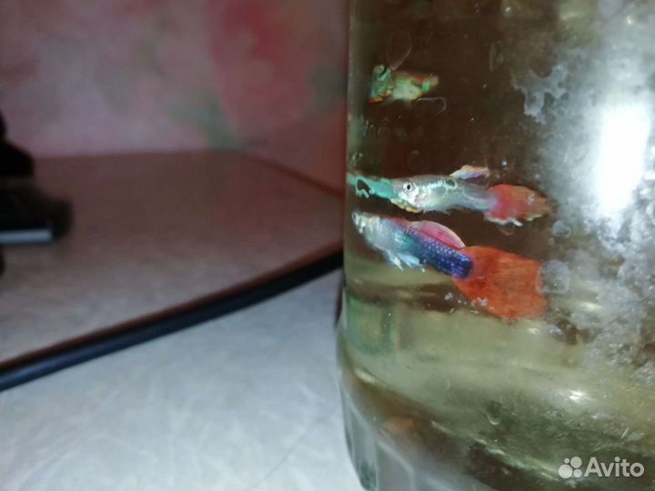 Аквариумные рыбки гуппи