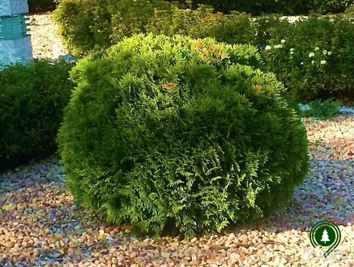 Туя даника красивая