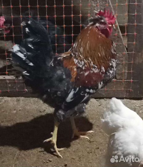 Ливенские ситцевые петухи