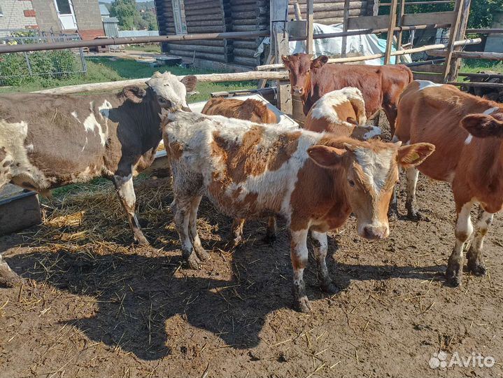 Бычки и телки