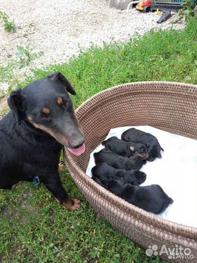 Щенок Ягдтерьера привезу из Саратова