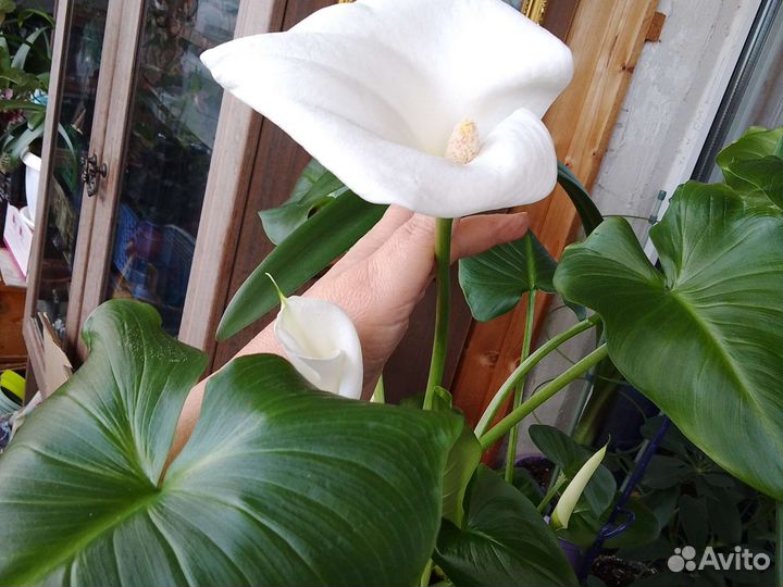 Калла Кордилина Astroloba Сеткреазия Стапелия