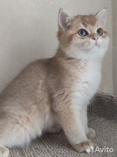 Мальчик британец золотой