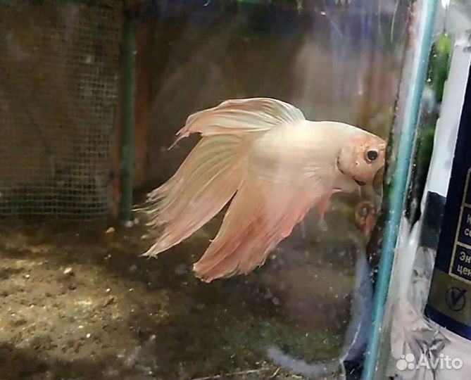 Рыбка петушок самец