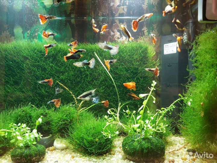 Лампы для аквариума травника