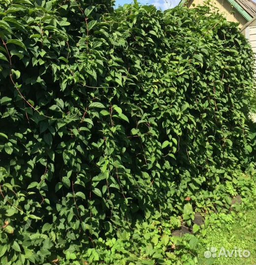 Лимонник китайский саженцы