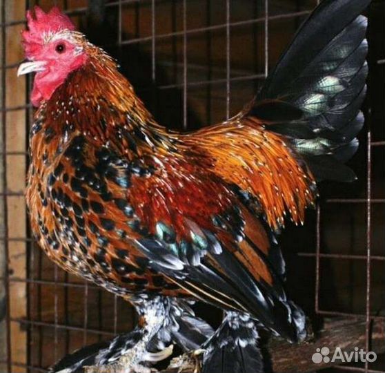 Яйца для инкубации