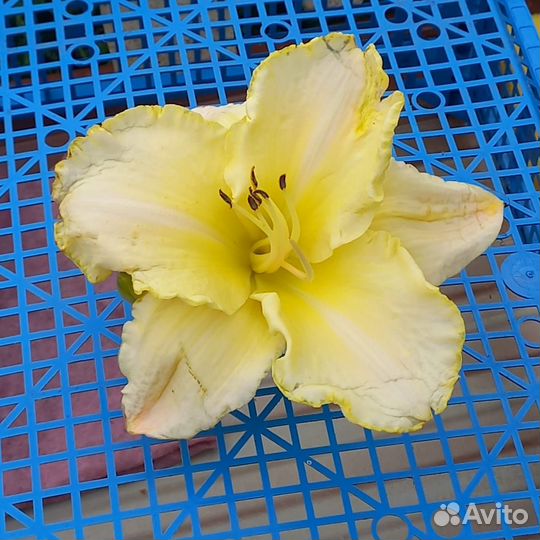 Продам лилейники