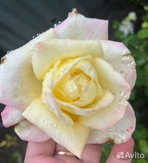 Саженцы роз