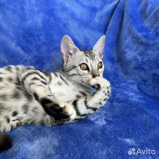 Серебрянная кошечка