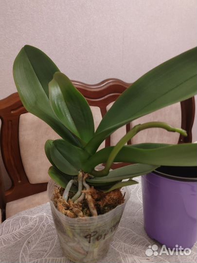 Орхидея фаленопсис Фортуна 3,5 с цветоносом