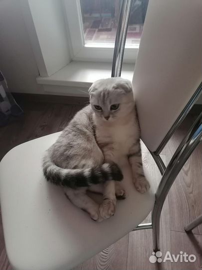 Шотланская вислоухая кошка