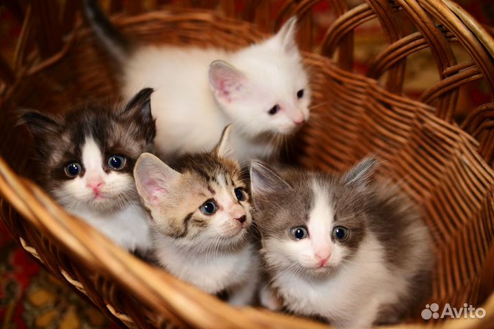 Котята в добрые руки даром