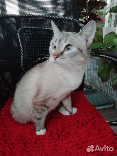 Тайская кошечка