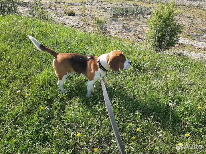 Вязка собак