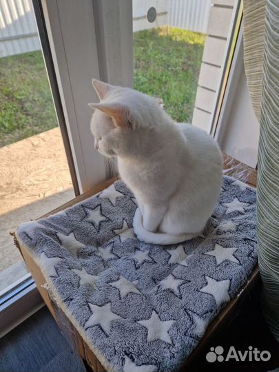Ангорская кошка