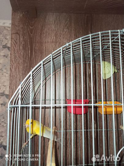 Продаются канарейки