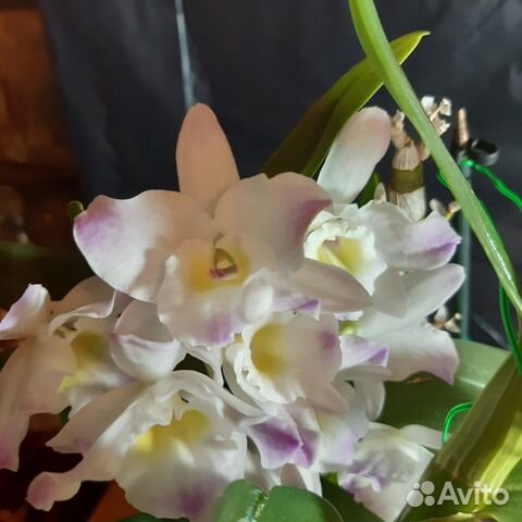 Орхидея дендробиум ароматная