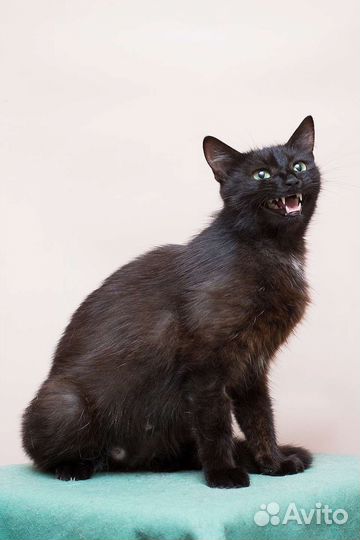 Черный Лебедь