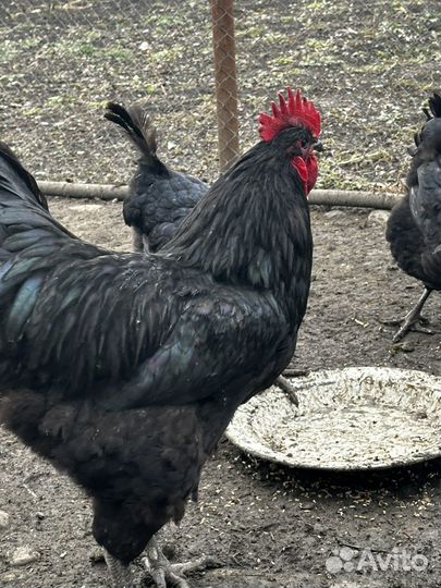 Петухи породы Астролоп и орпинктон 9месяцев